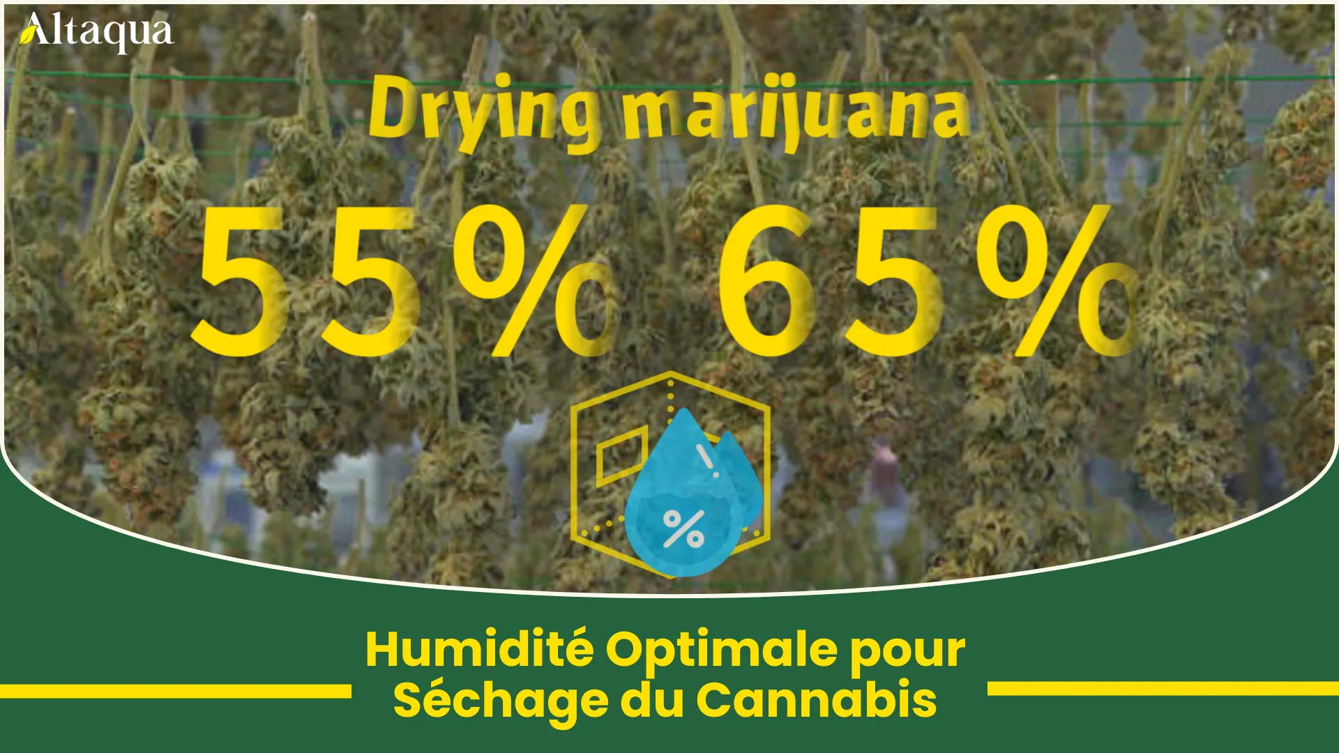 Vignette vidéo Plage d’humidité optimale pour le séchage du cannabis