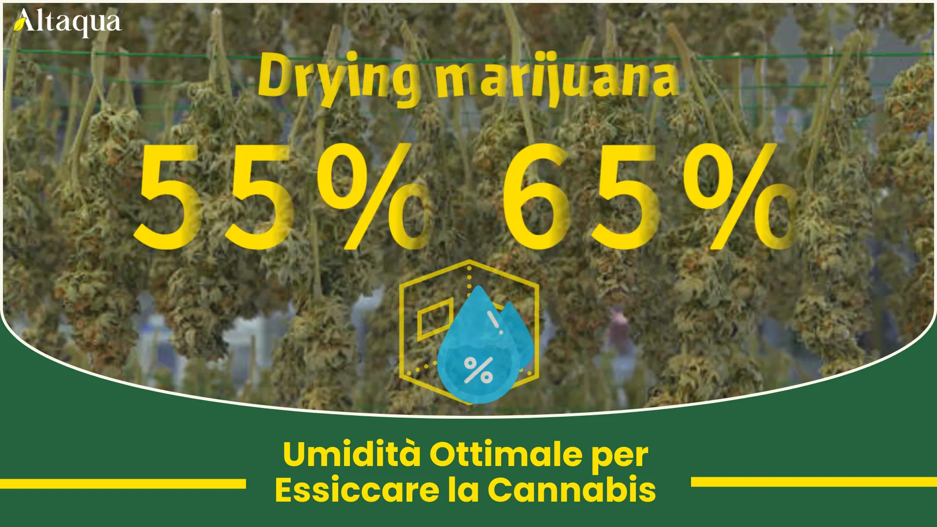 Miniatura video Intervallo di umidità ottimale per l'essiccazione della cannabis