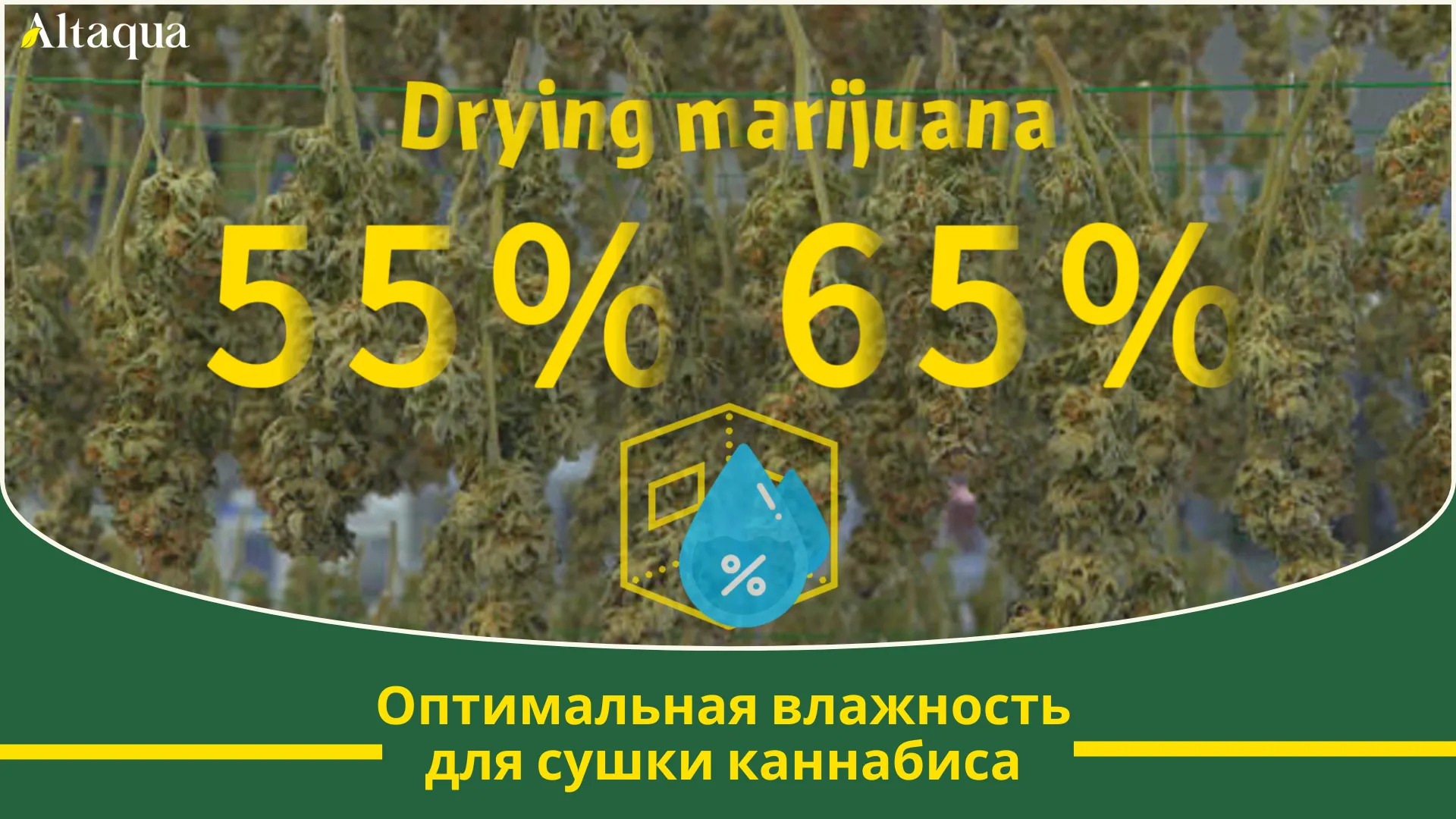 Миниатюра видео «Оптимальный диапазон влажности для сушки каннабиса»