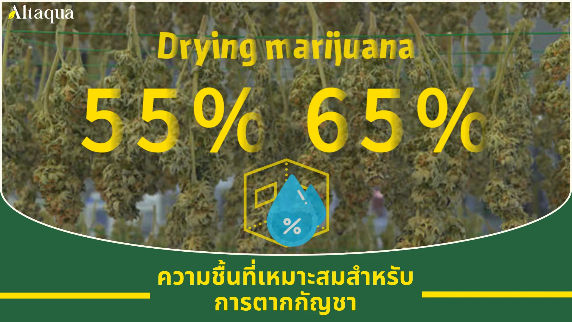 ภาพหน้าปกวิดีโอ ช่วงความชื้นที่เหมาะสมสำหรับการอบแห้งดอกกัญชา