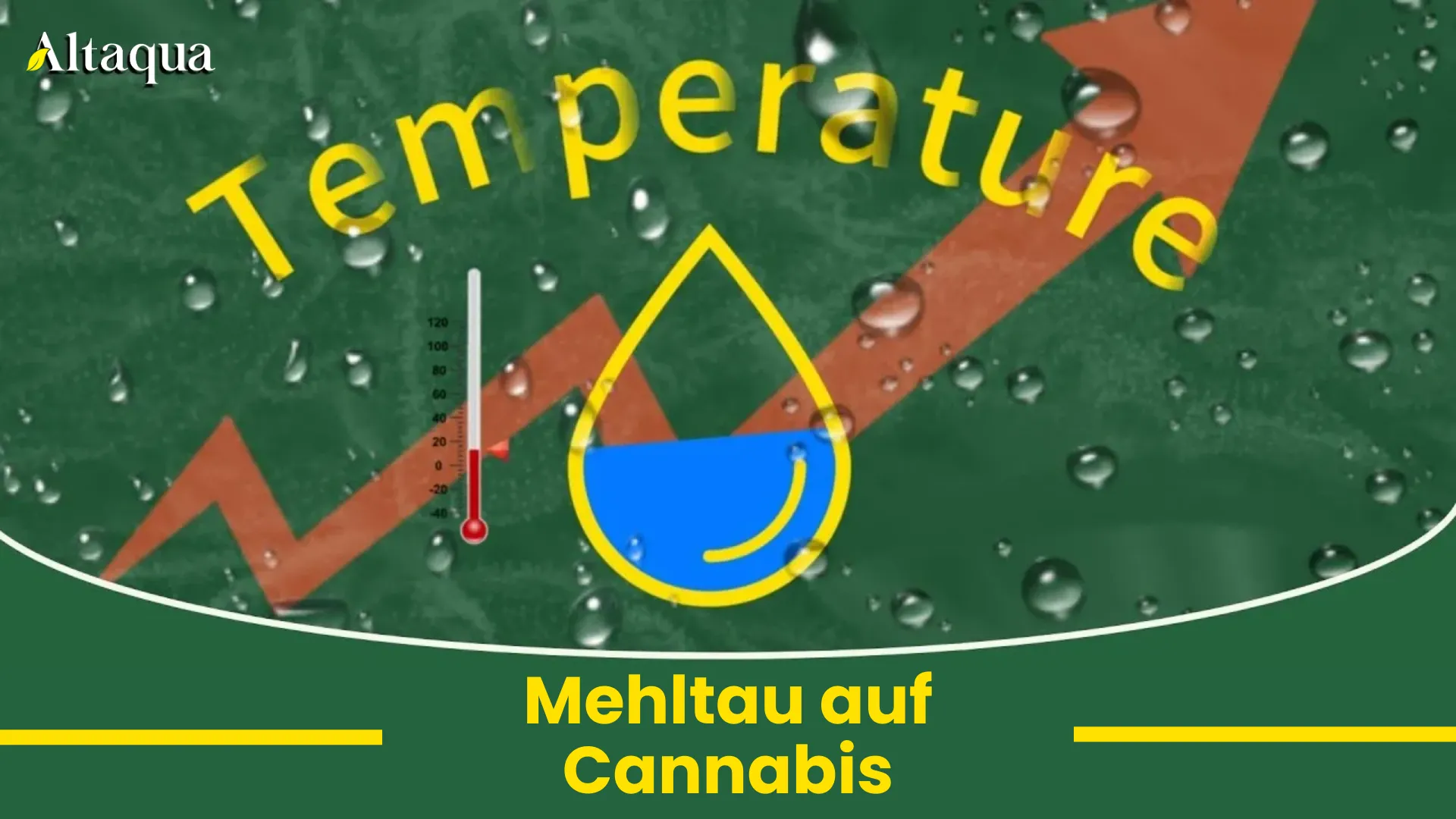 Echter Mehltau auf Cannabis Video-Thumbnail
