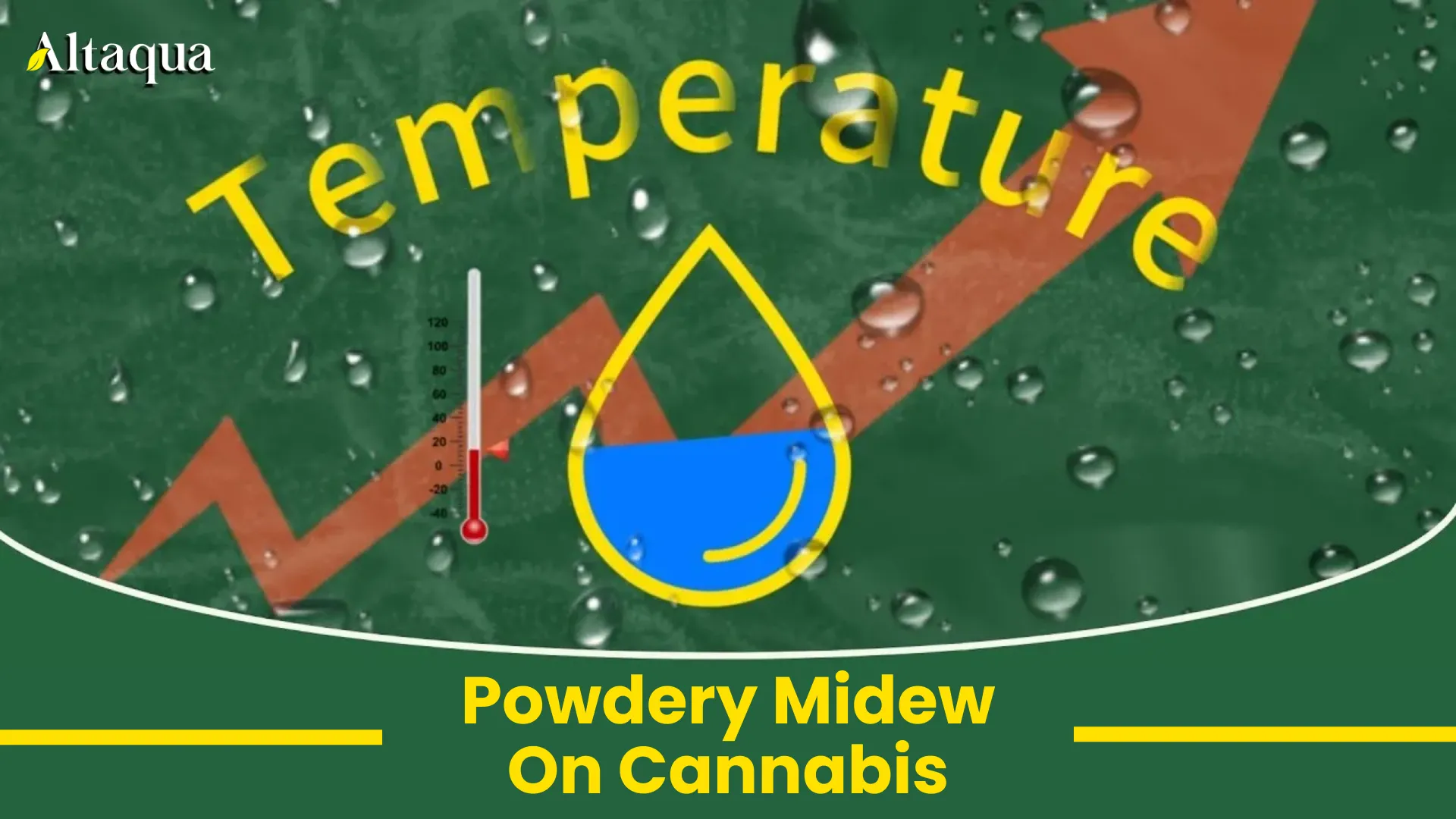 Powdery Mildew on Cannabis video thumbnail