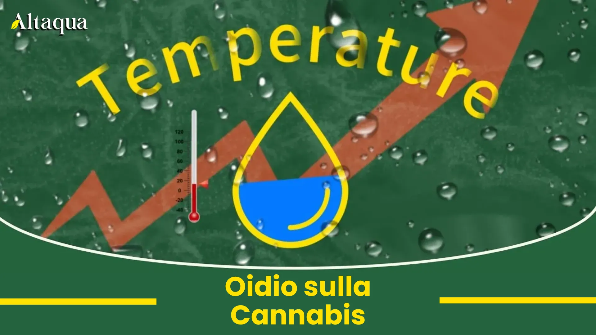 Miniatura video Oidio sulla cannabis