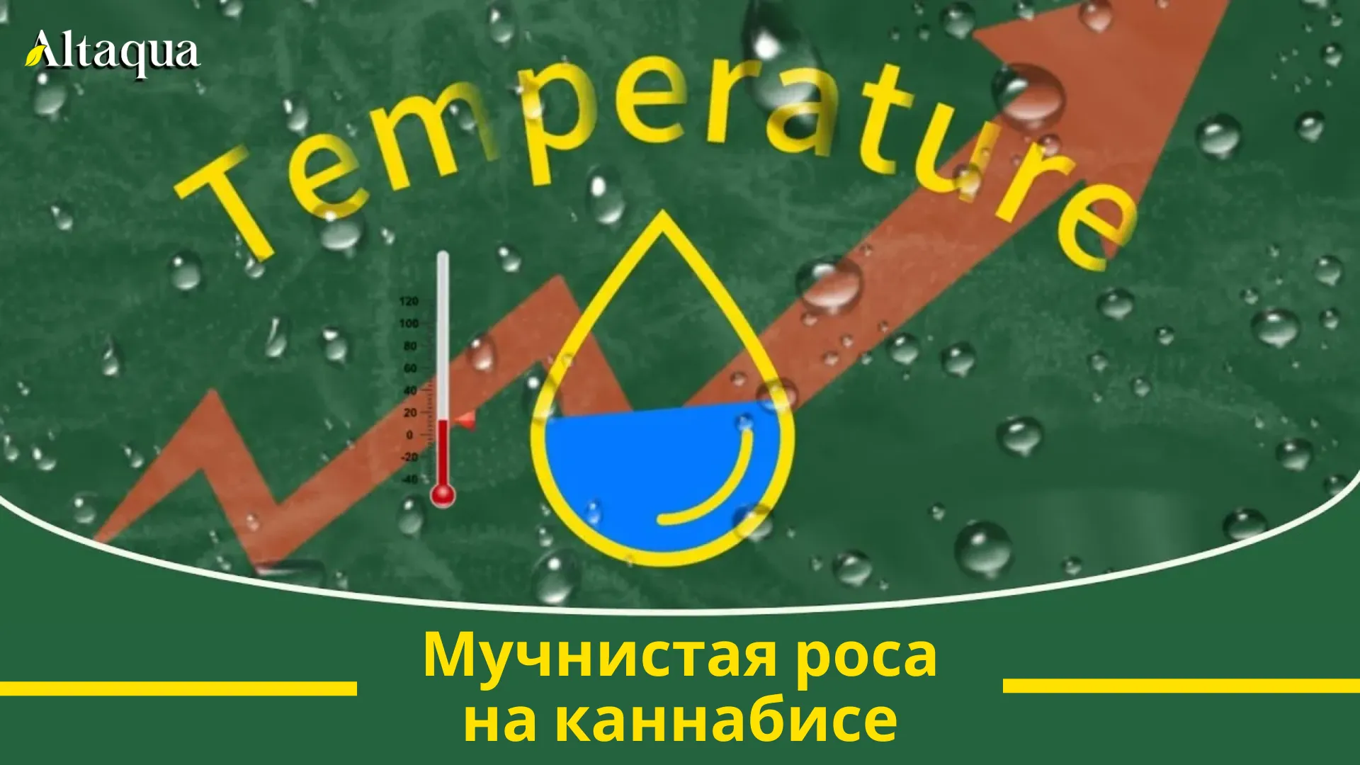 Миниатюра видео «Мучнистая роса на каннабисе»