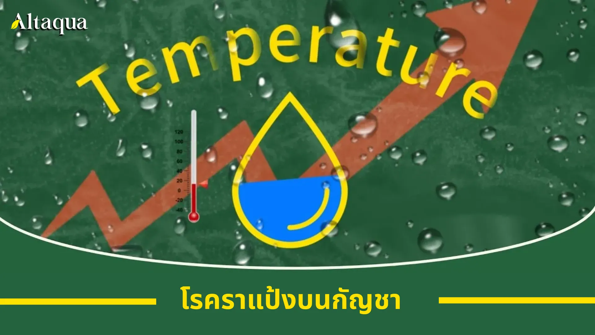 ภาพหน้าปกวิดีโอ โรคราแป้งบนต้นกัญชา