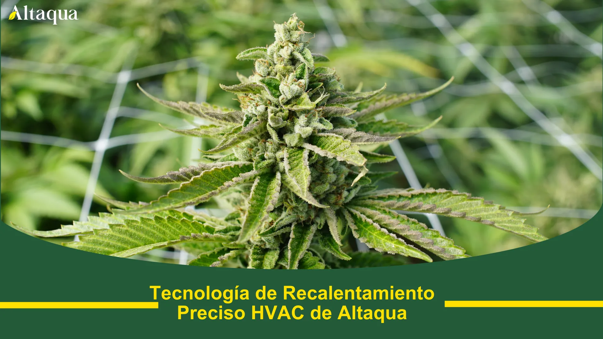 Miniatura de video: tecnología de recalentamiento de precisión HVAC para salas de cultivo Altaqua