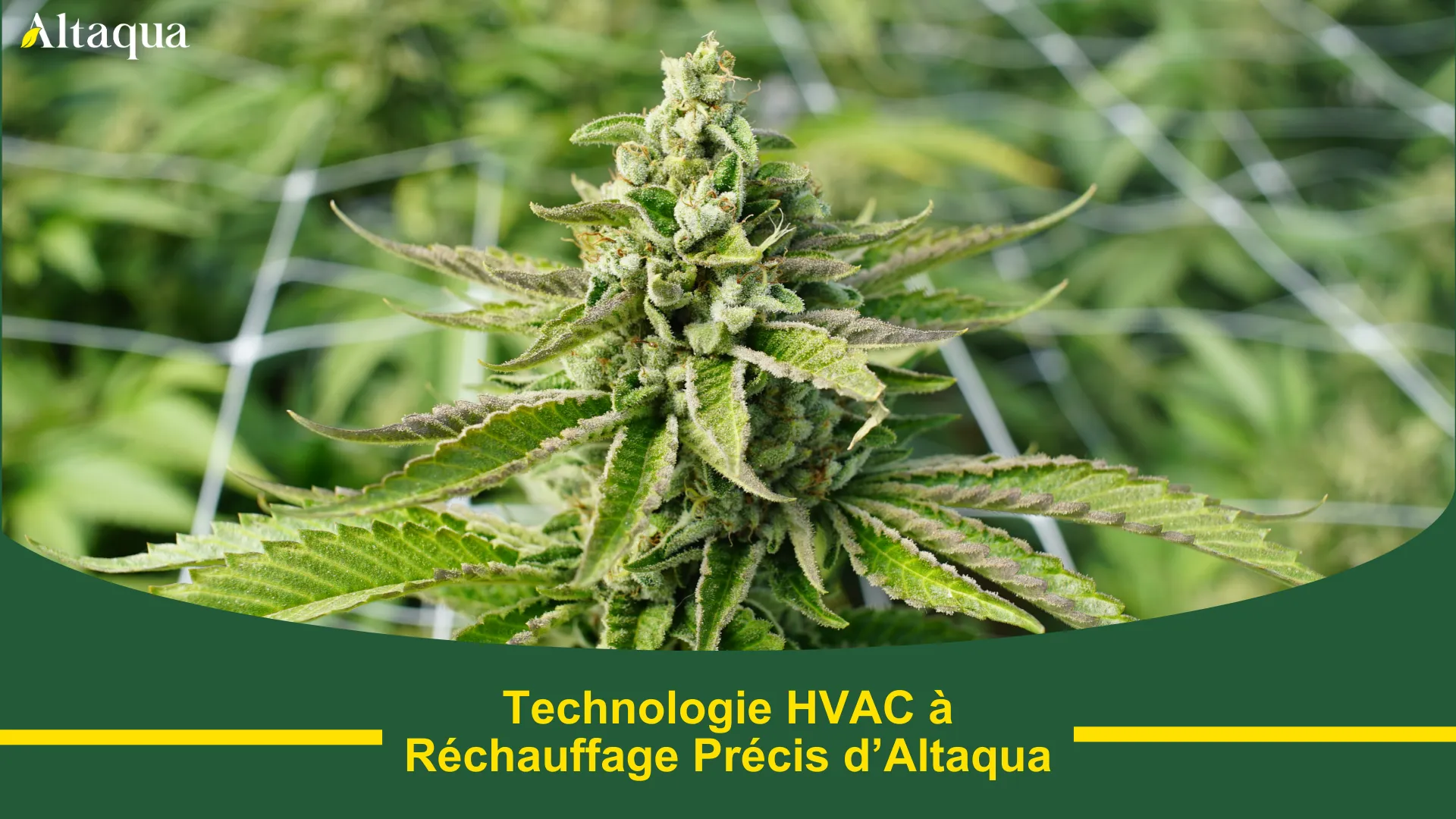 Vignette vidéo Technologie de réchauffage de précision Altaqua pour grow rooms HVAC