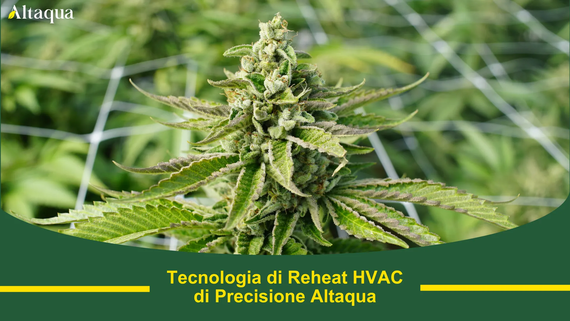 Miniatura video Tecnologia di post-riscaldamento di precisione HVAC per grow room Altaqua