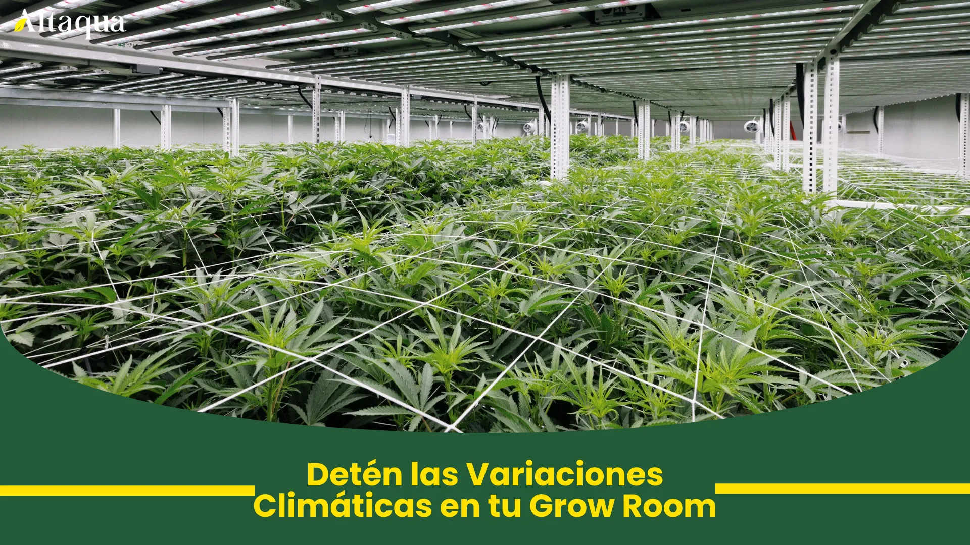 Miniatura de video: cómo detener los picos de clima en tu sala de cultivo