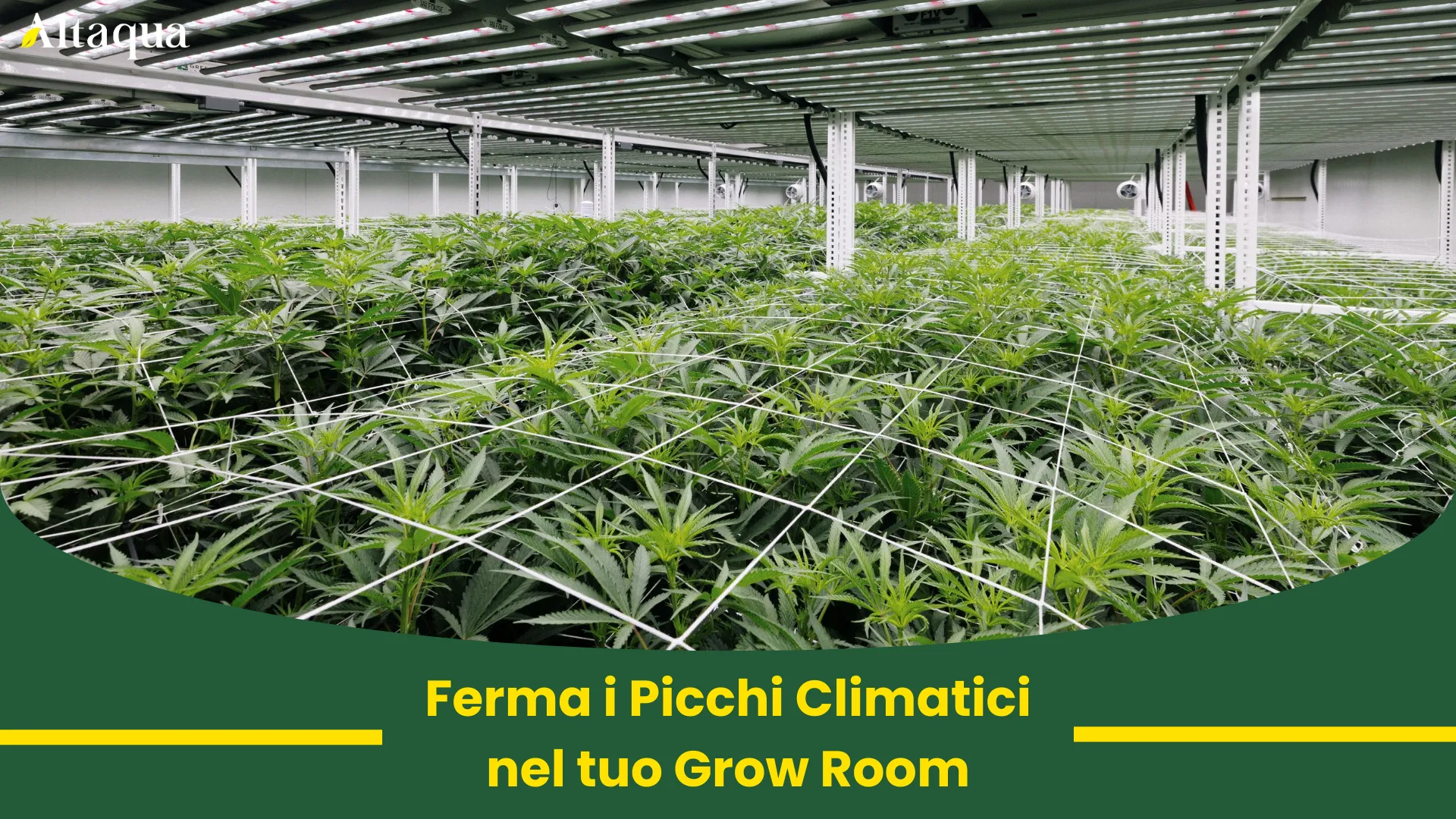 Miniatura video Ferma i picchi climatici nella tua grow room