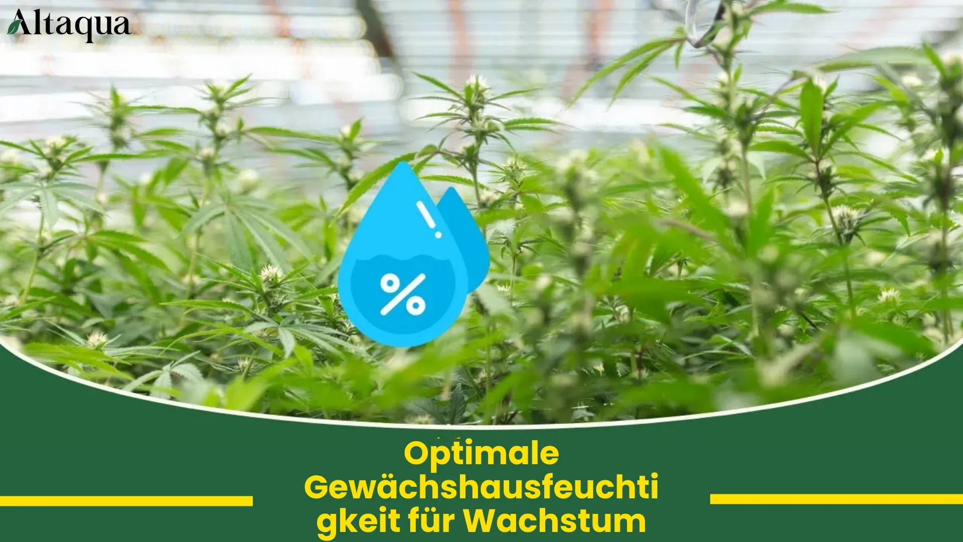 Gewächshaus-Luftfeuchte für bestes Wachstum Video-Thumbnail