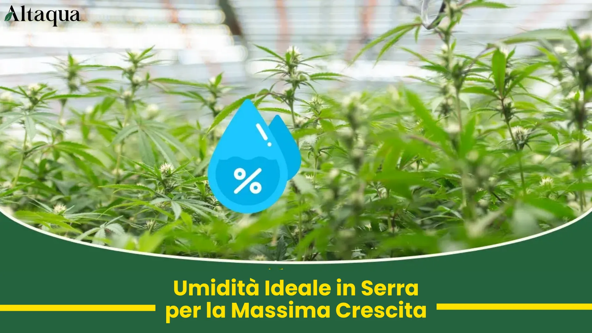 Miniatura video Umidità della serra per una crescita ottimale