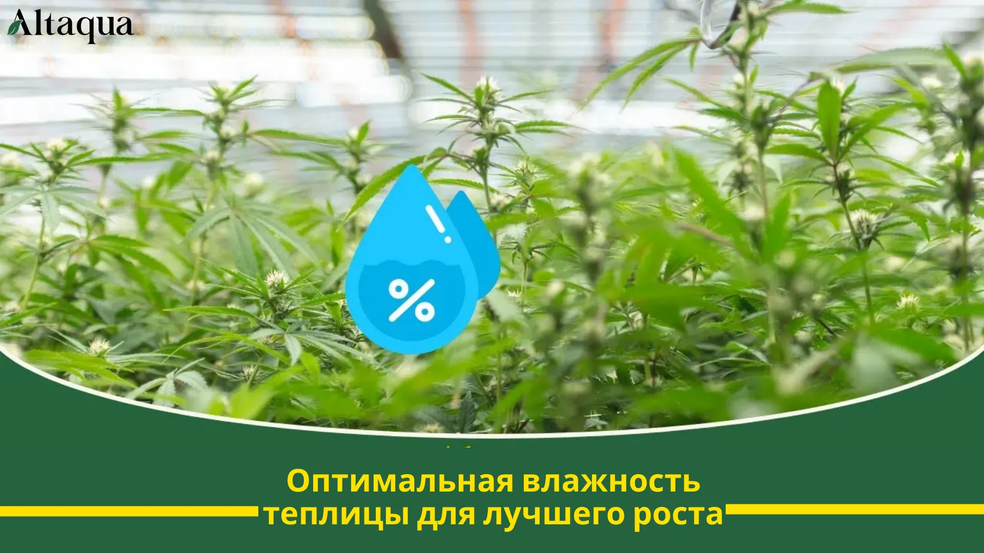 Миниатюра видео «Влажность в теплице для лучшего роста»