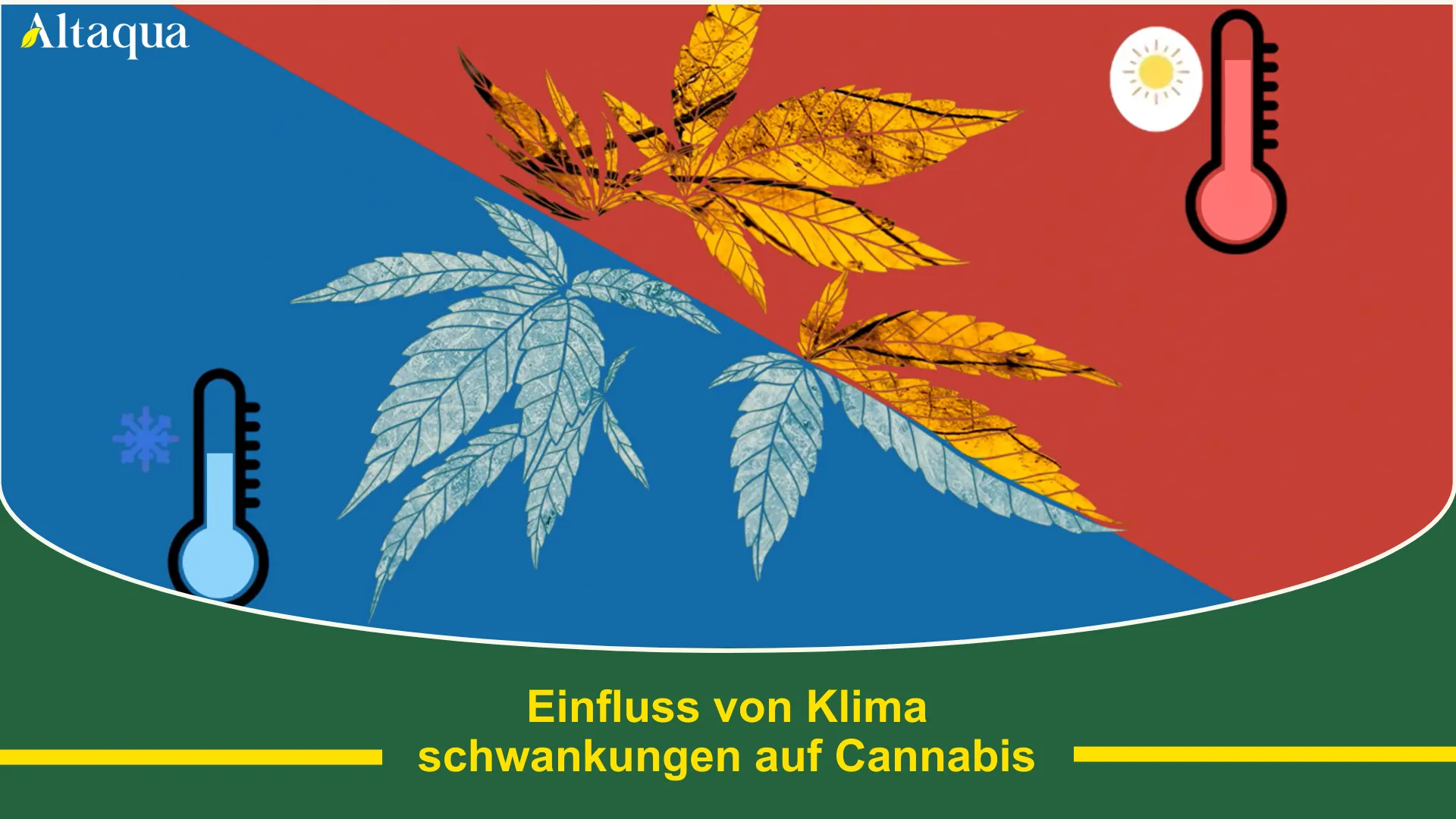Einfluss von Temperatur- und Feuchtigkeitsschwankungen auf das Cannabiswachstum Video-Thumbnail