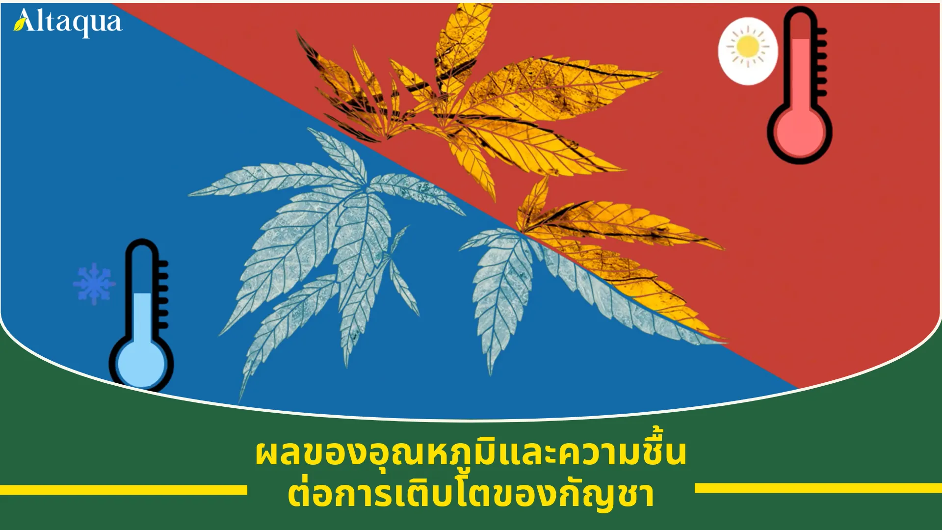 ภาพหน้าปกวิดีโอ ผลกระทบของความผันผวนอุณหภูมิและความชื้นต่อการเติบโตของกัญชา