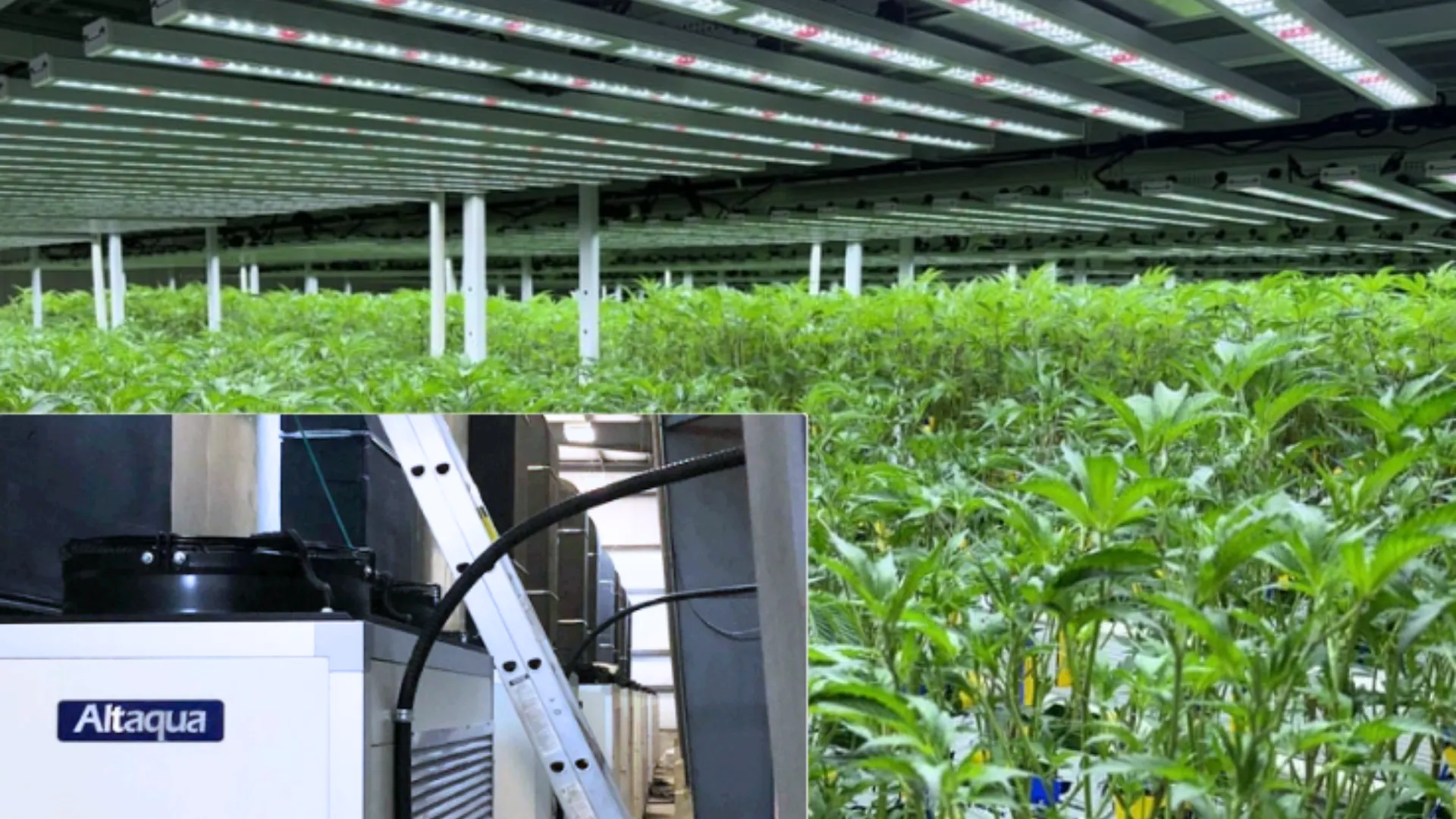 Altaqua-hvac-for-cultivation-project