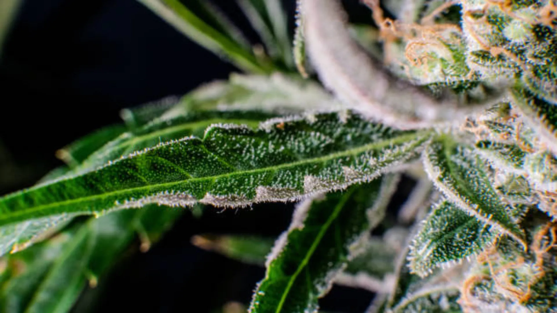 Altaqua-indoor-cultivation-hvac-equipment-Challenges