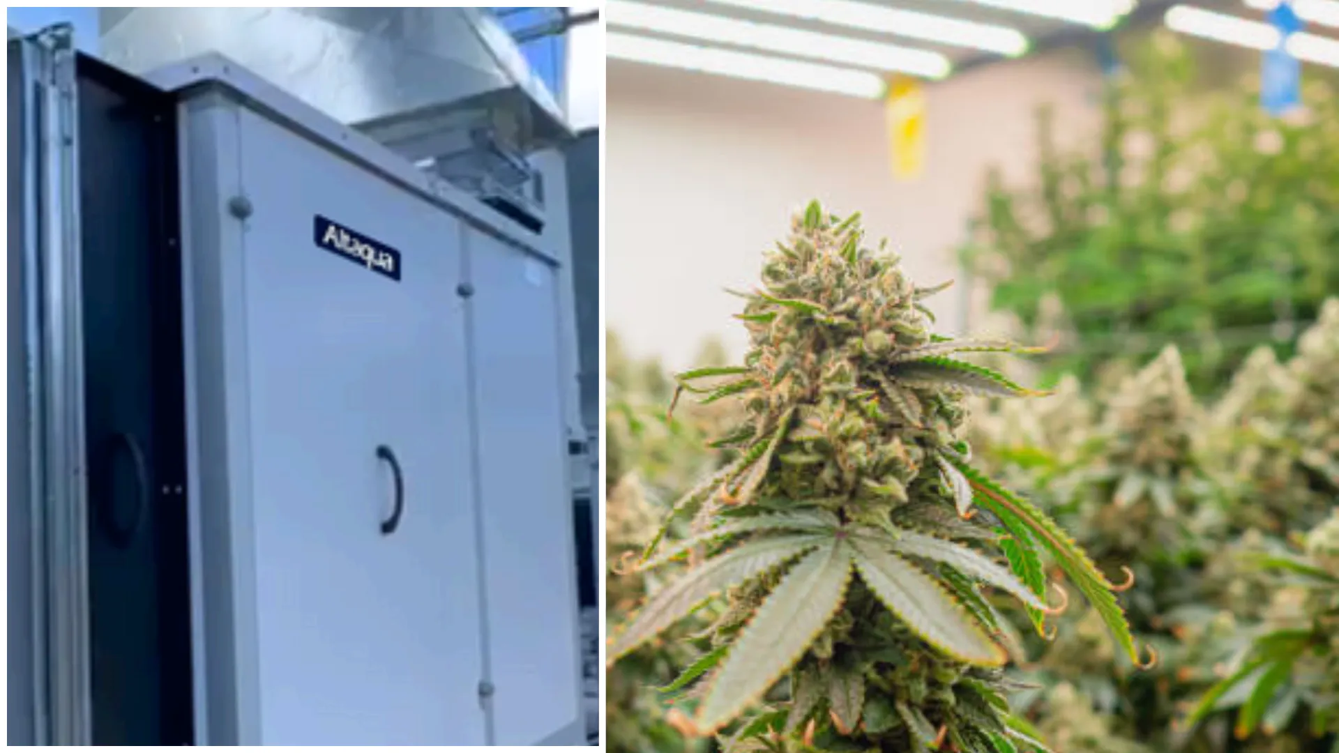 Altaqua-indoor-cultivation-hvac-equipment-project