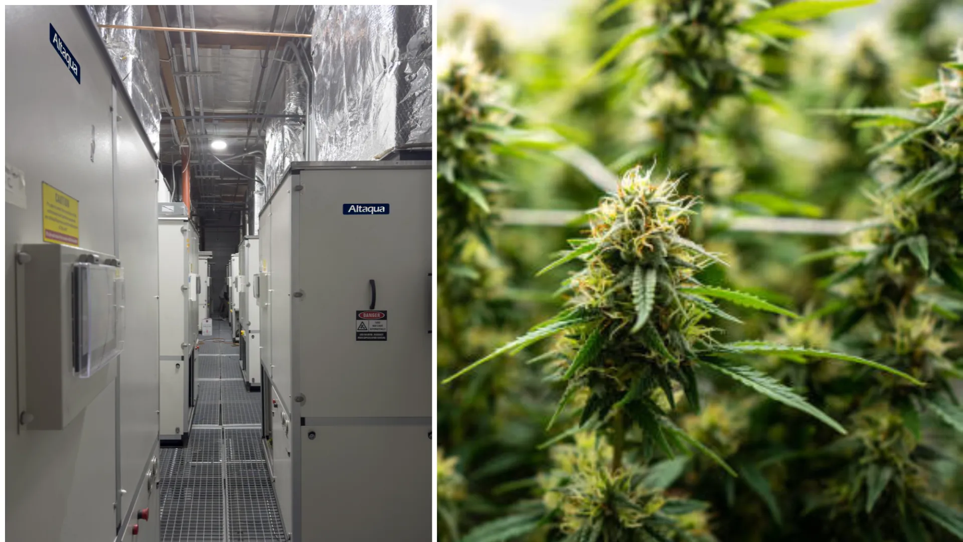 Altaqua-indoor-cultivation-hvac-equipment-project