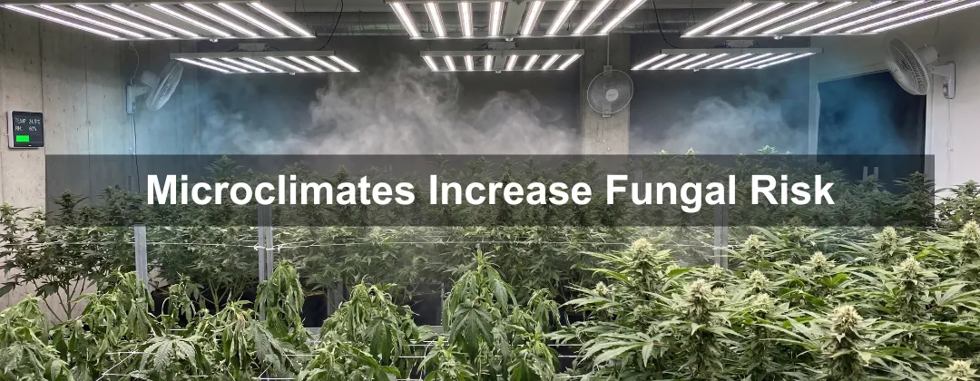 Altaqua_blog_powdery-mildew-on-cannabis_microclimate-humidity-risk