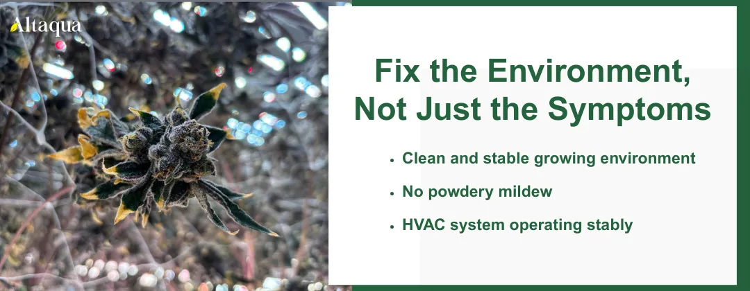 Altaqua_blog_powdery-mildew-on-cannabis_stable-environment-no-mildew