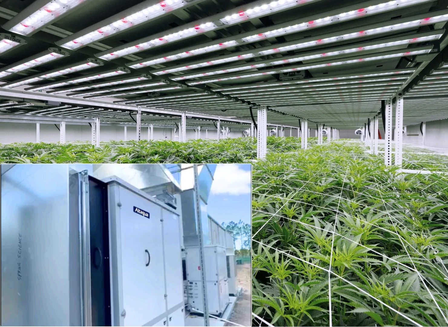 Australia-Cannabis-Veg-Room-Project002.