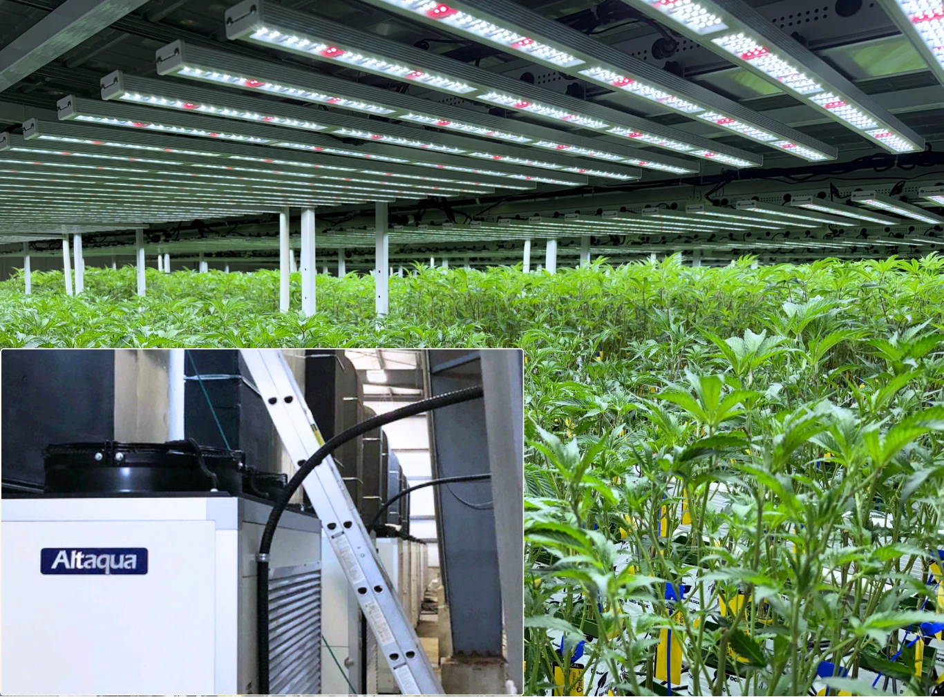 Canada-Cannabis-Flower-Room-Project