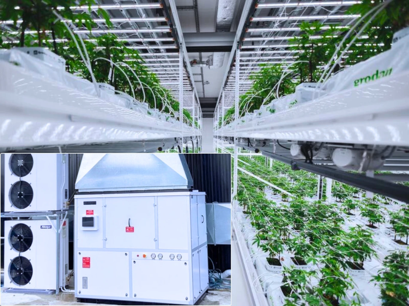 New-Zealand-Cannabis-Mother-Room-Project