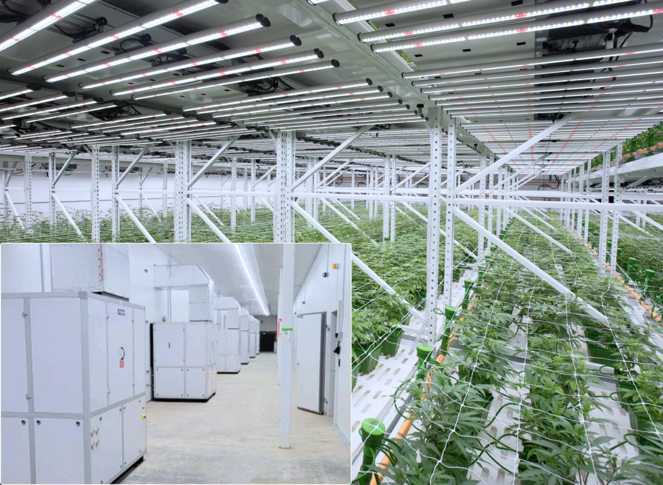 Switzerland-Cannabis-Flower-Room-Project