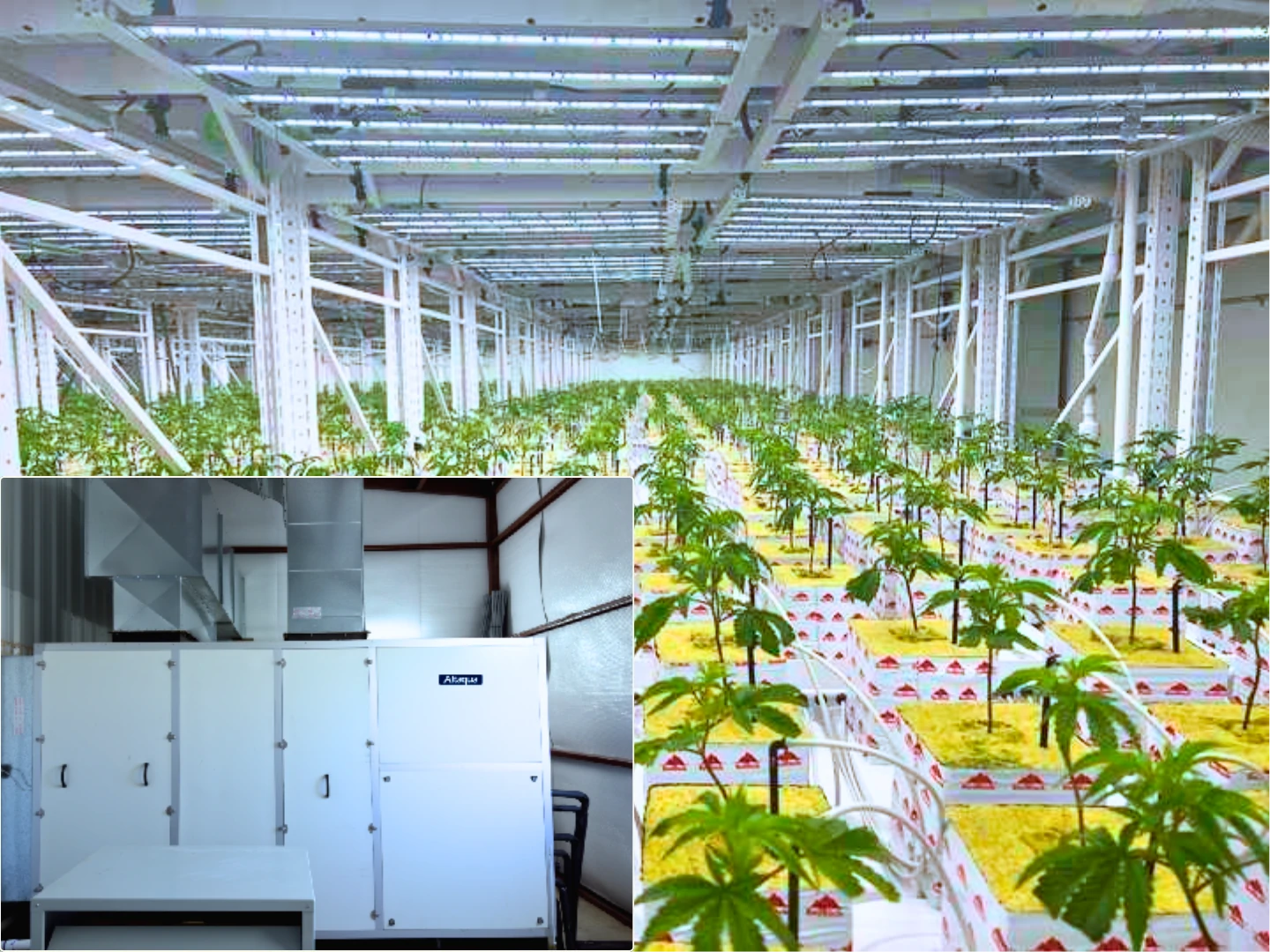 commercial-growing-hvac-The-USA-Cannabis-Flower-Room-Project003