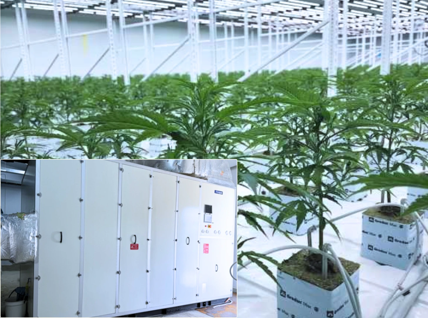 Thiland-Cannabis-Flower-Room-Project003