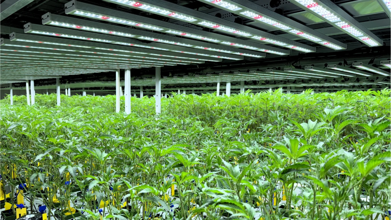 Discover essential HVAC for cultivation