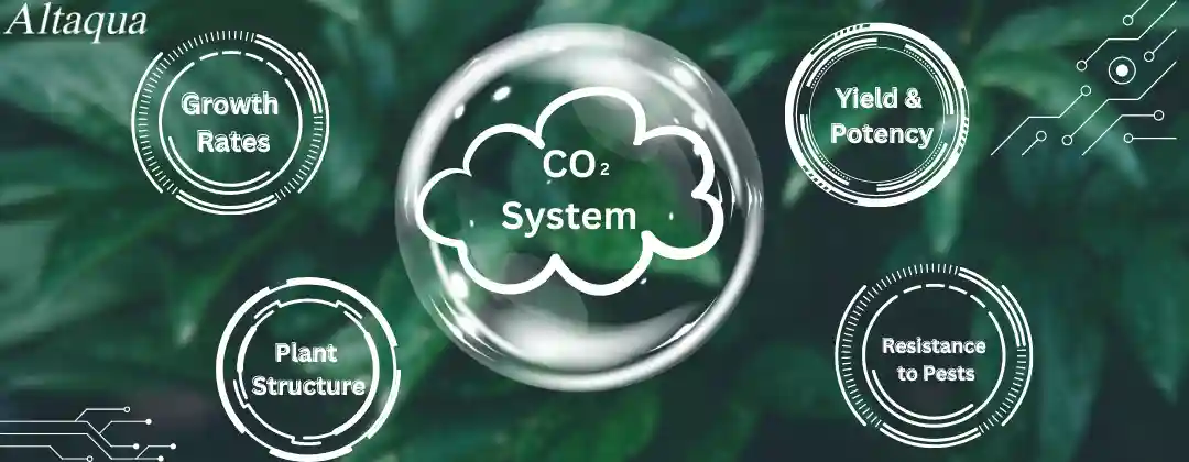 pc-altaqua-CO2-system-for-grow-room-Benefits-of-Using-a-CO2-System-for-Grow-Room.