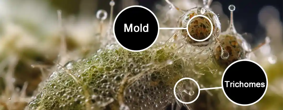 pc-altaqua Moldy Weed vs Trichomes-How to Tell the Difference