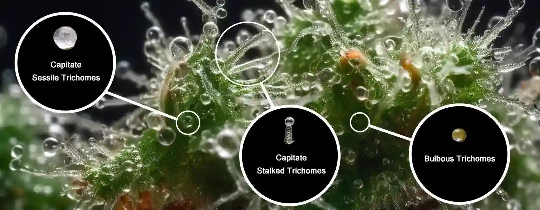 pc-altaqua Moldy Weed vs Trichomes-Types of Cannabis Trichomes