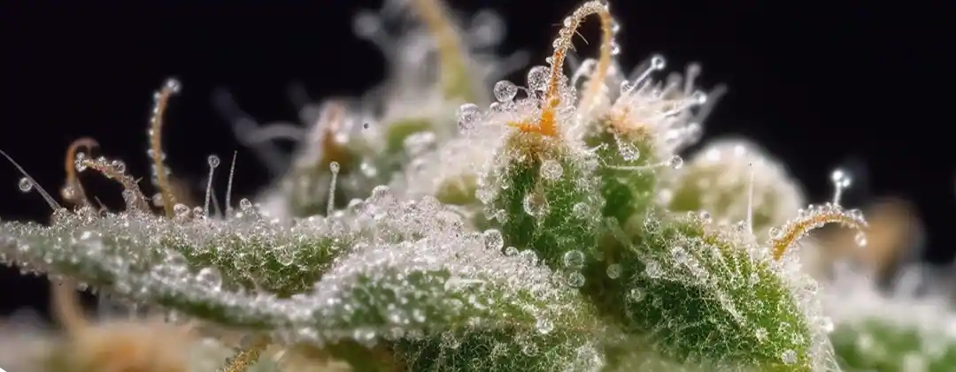 pc-altaqua Moldy Weed vs Trichomes-What are Trichomes in Cannabis