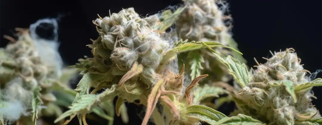 pc-altaqua Moldy Weed vs Trichomes-What is Mold in Cannabis