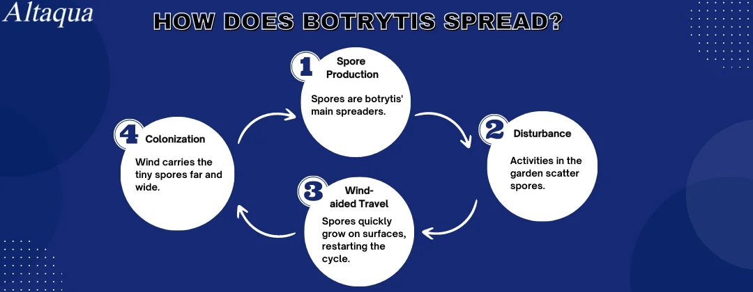 pc-altaqua-botrytis-cannabis-How-Does-Botrytis-Spread