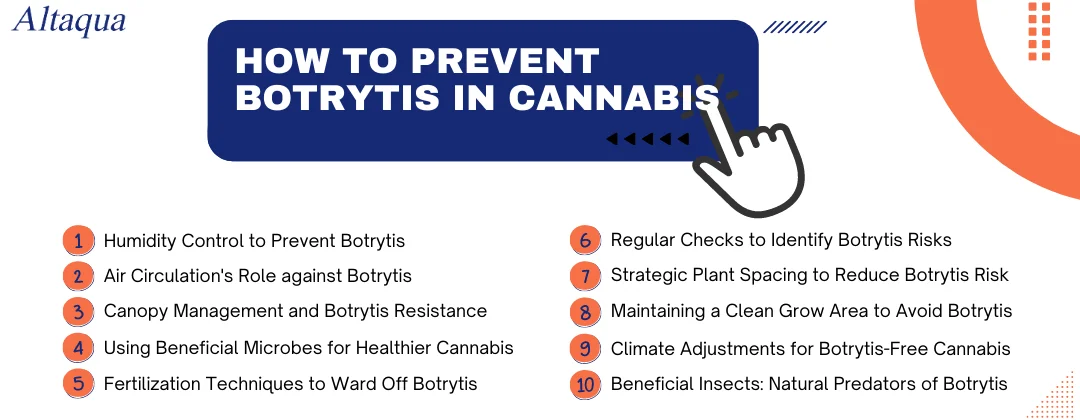 pc-altaqua-botrytis-cannabis-How-to-Prevent-Botrytis-in-Cannabis