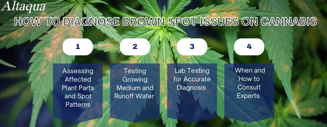 Why Brown Spots on Weed Leaves Shouldn't Be Ignored