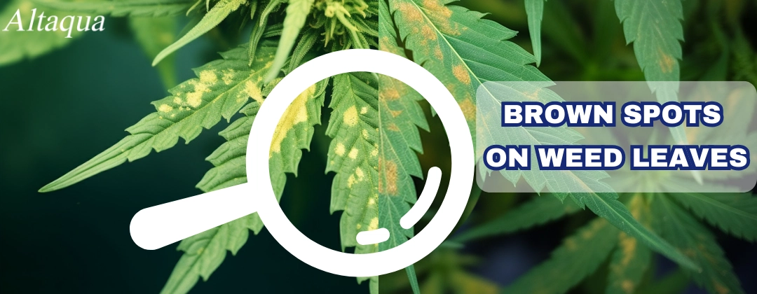 Why Brown Spots on Weed Leaves Shouldn't Be Ignored