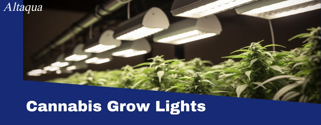 pc-altaqua-cannabis-grow-lights-grow-lights-in-cannabis-cultivation.