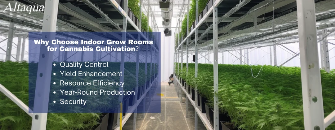 pc-altaqua-cannabis-growing-room-Why-Choose-Indoor-Grow-Rooms-for-Cannabis-Cultivation.