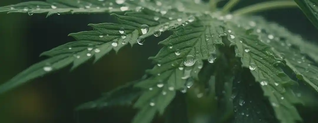 The Perfect Temperature and Humidity For Indoor Cannabis Plants For Ea