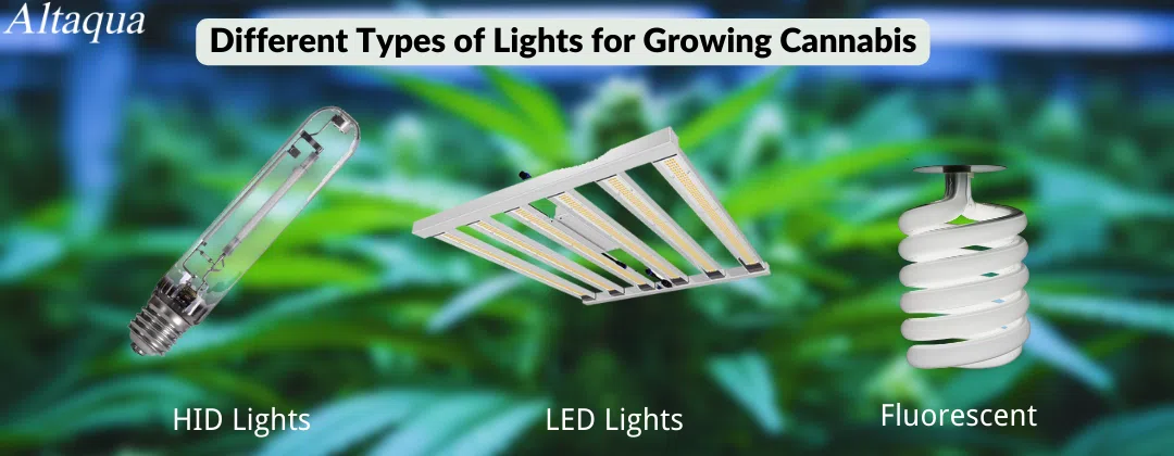 pc-altaqua commercial grow equipment-Different Types of Lights for Growing Cannabis