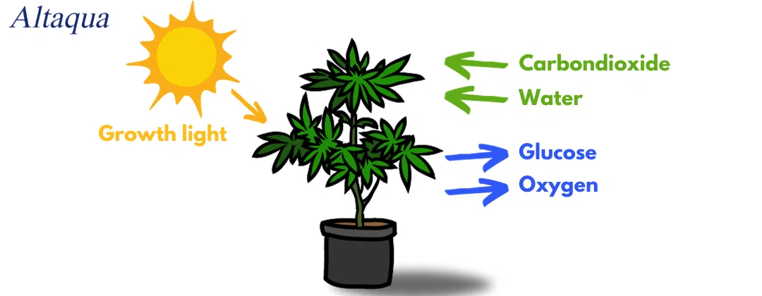 pc-altaqua greenhouse climate control system-Basics of Photosynthesis