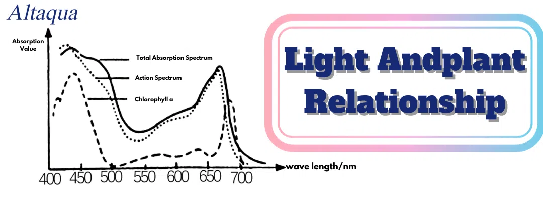 pc-altaqua greenhouse climate control system-Light Andplant Relationship