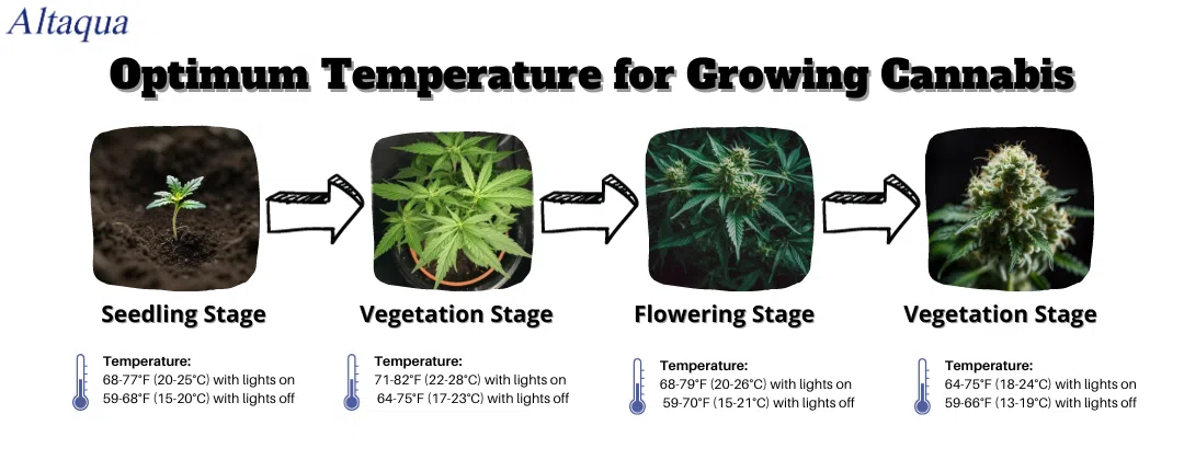 pc-altaqua greenhouse climate control system-Optimum temperature for growing cannabis