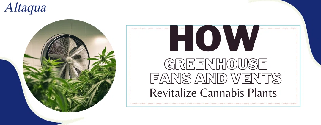 pc-altaqua greenhouse fans and vents-How Greenhouse Fans and Vents Revitalize Cannabis Plants