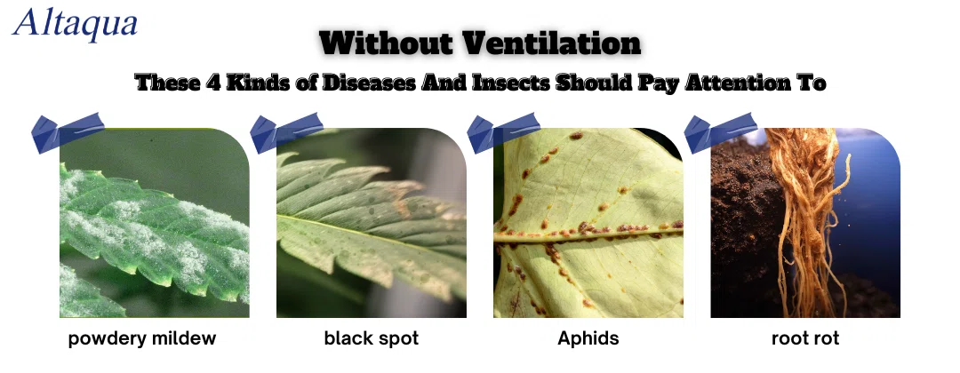 pc-altaqua greenhouse fans and vents-Without Ventilation These 4 Kinds of Diseases And Insects Should Pay Attention To